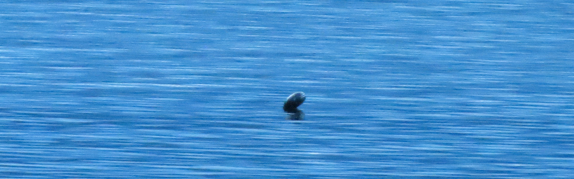 A visitor pokes his head up out of the water!